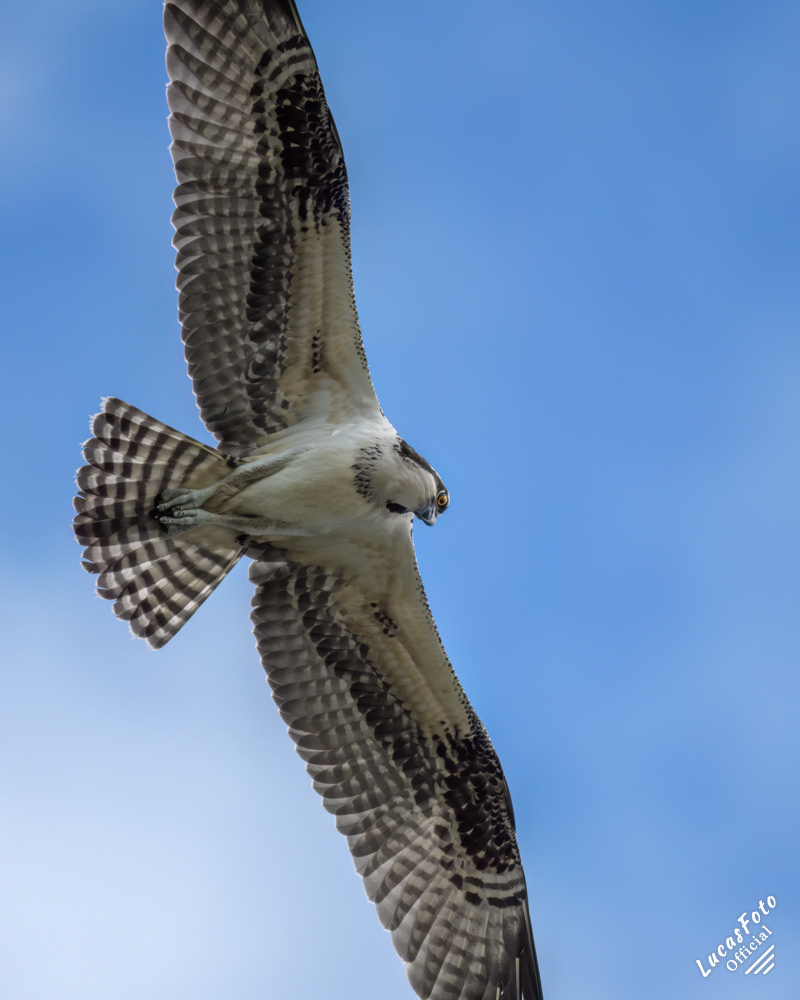 Osprey