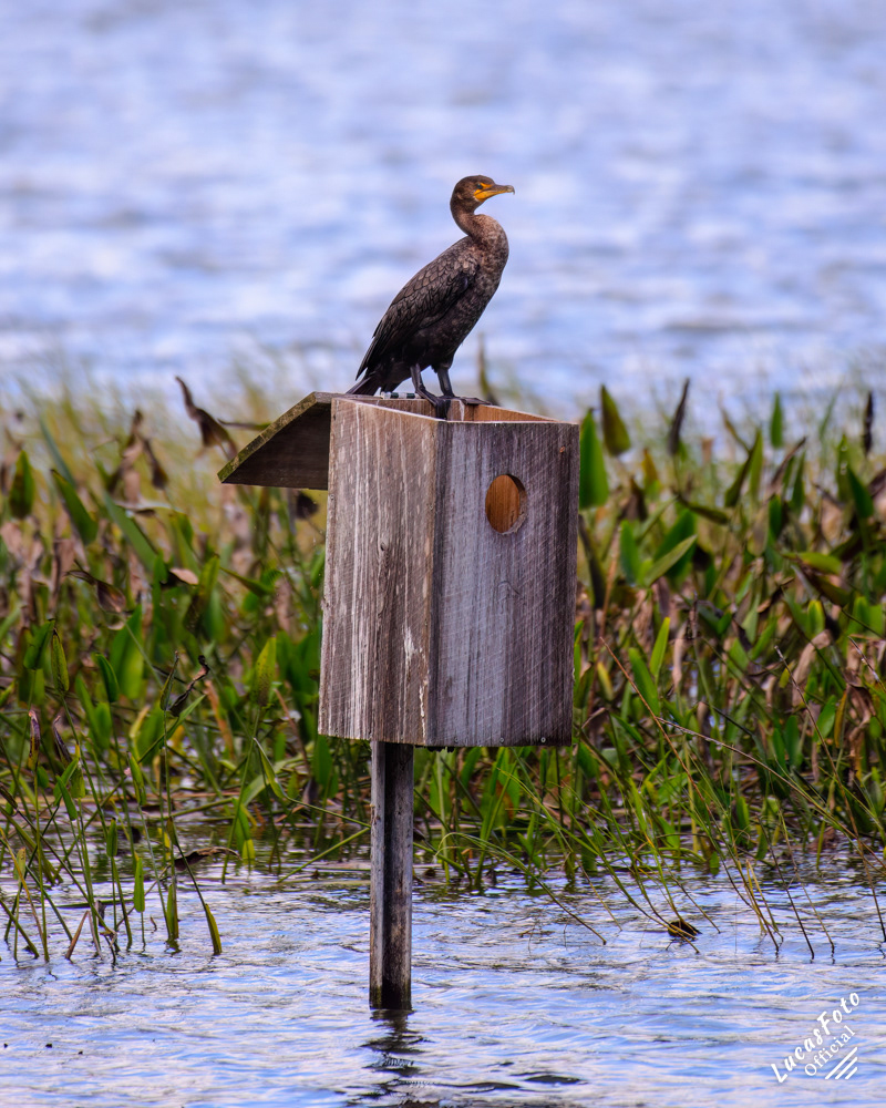 Double-crested Cormorant