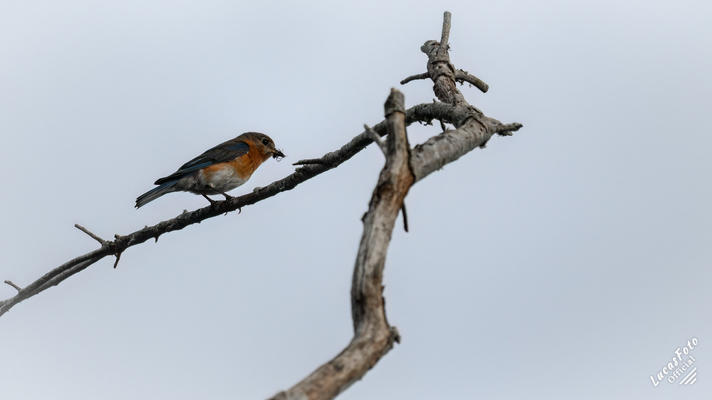 Eastern Bluebird