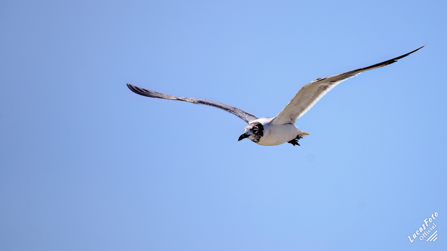 Laughing Gull