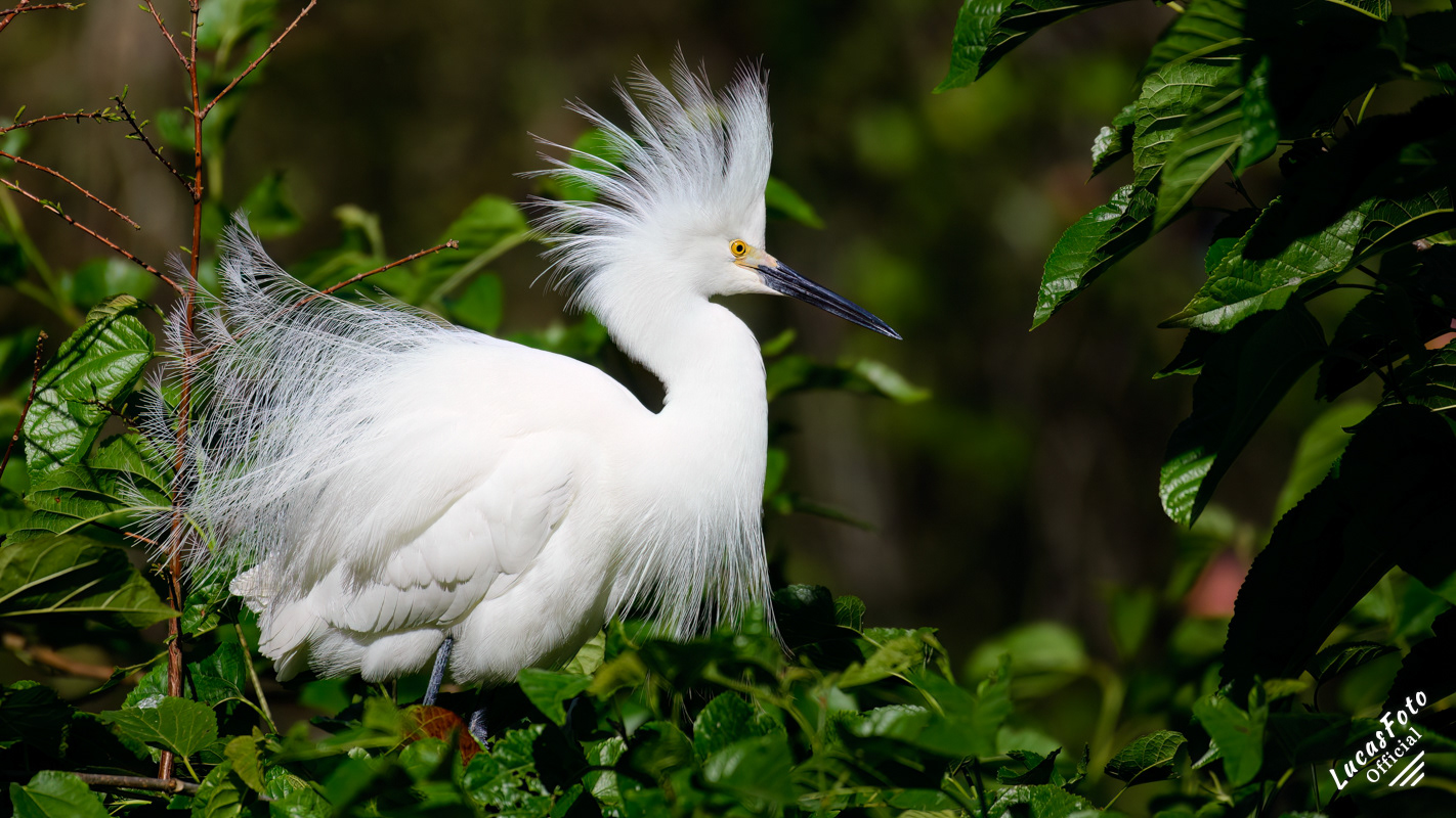 Snowy Egret