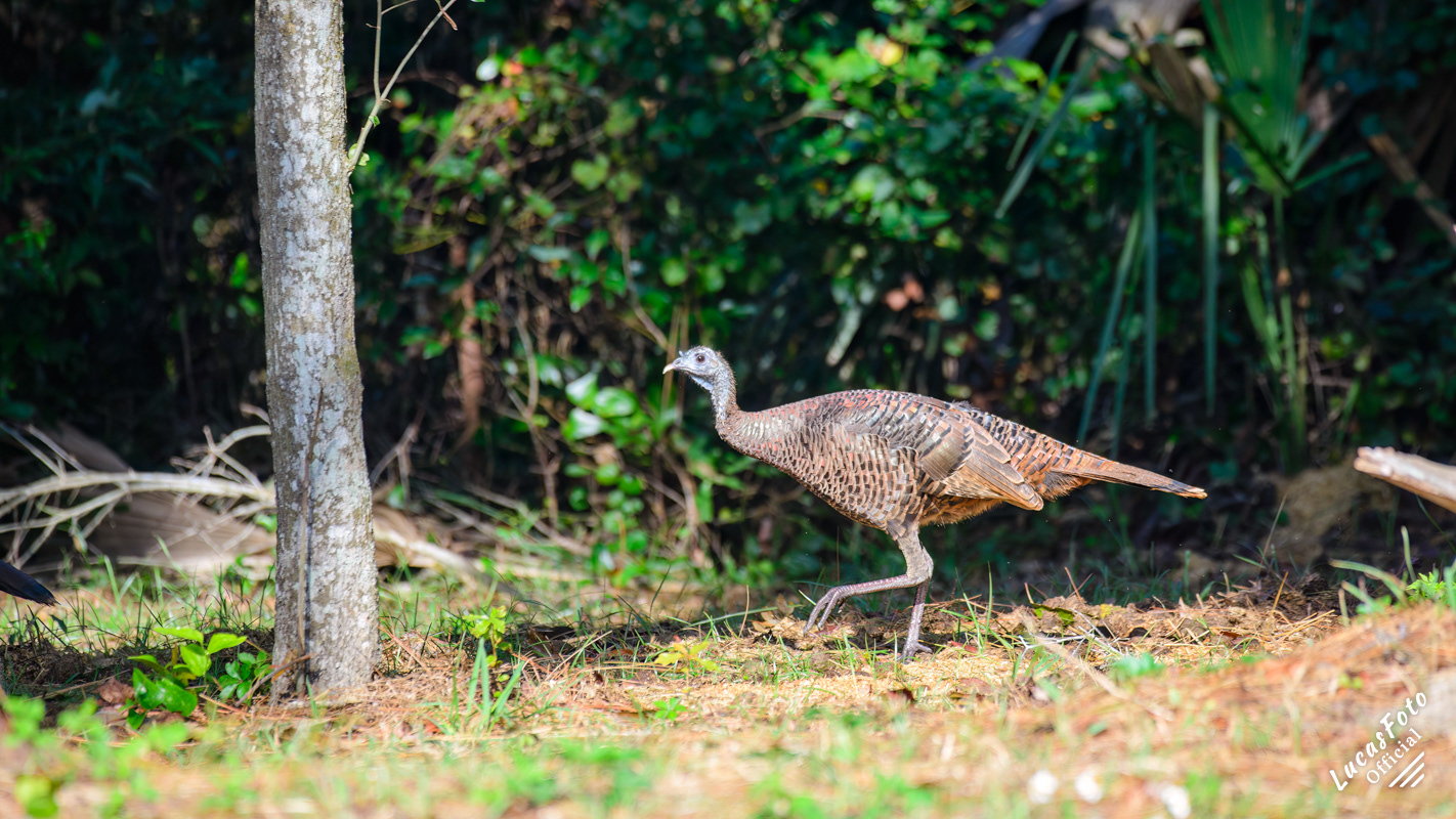 Eastern Wild Turkey