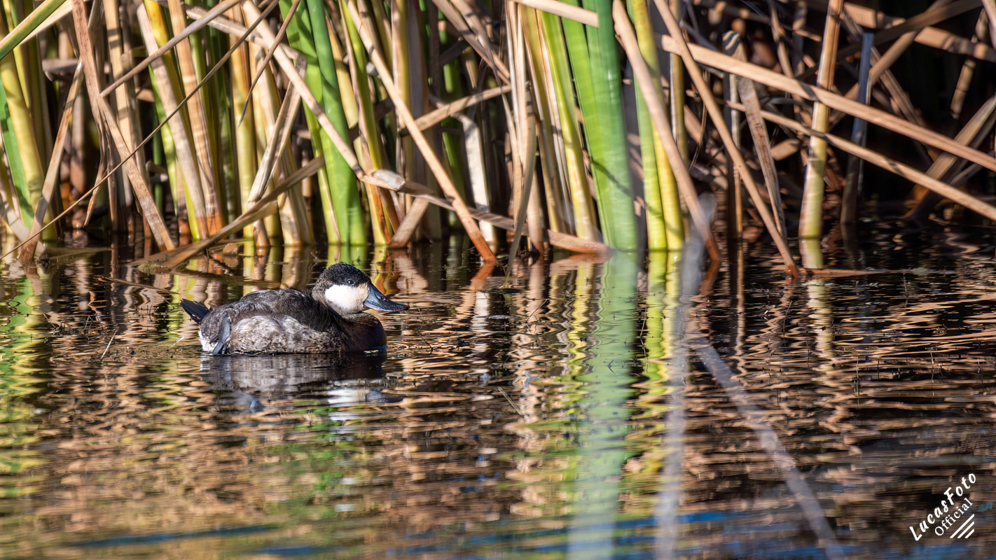 Ruddy Duck