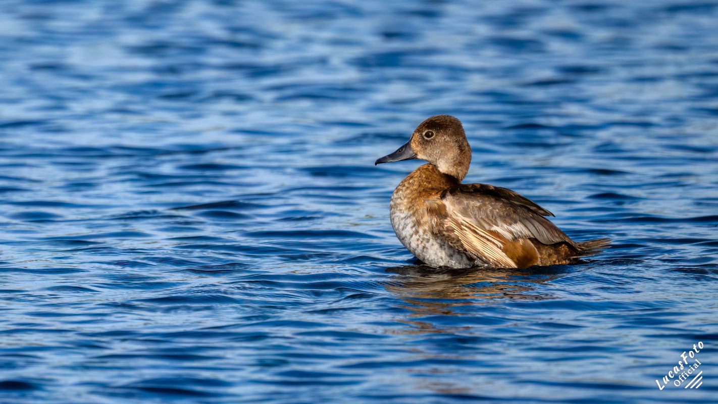Ring-necked Duck