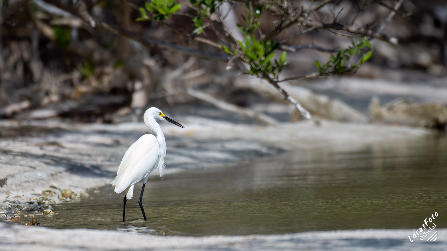 Snowy Egret