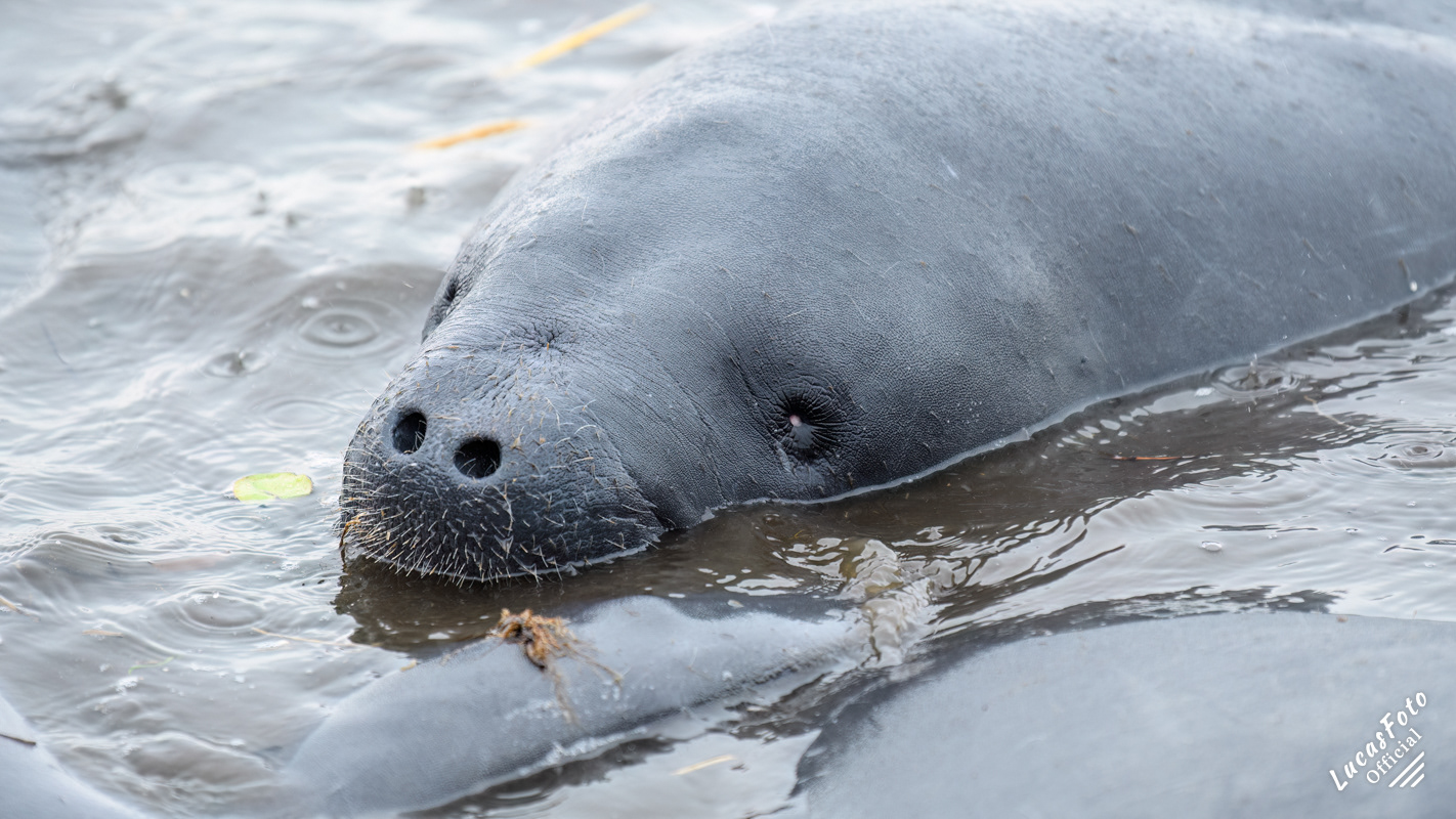 Manatee Mating Ball/Herd