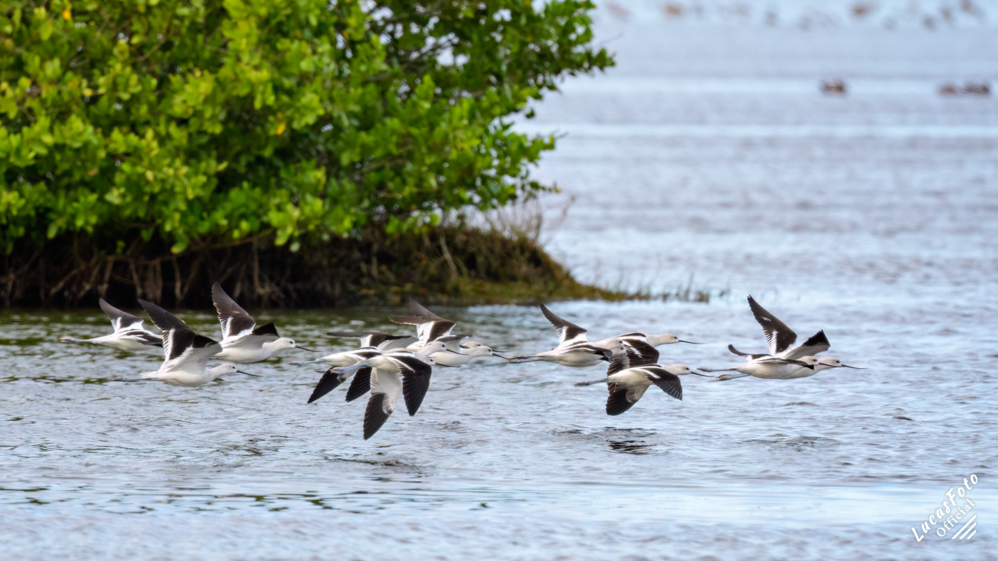 American Avocet