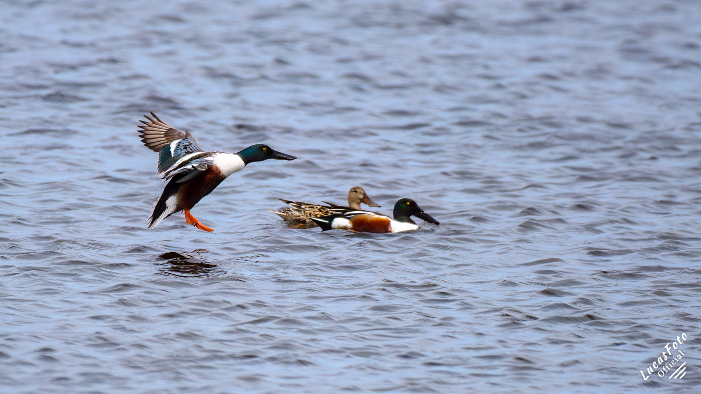 Northern Shoveler