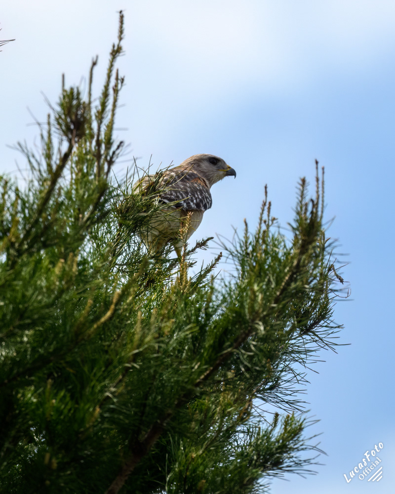 Red-shouldered Hawk