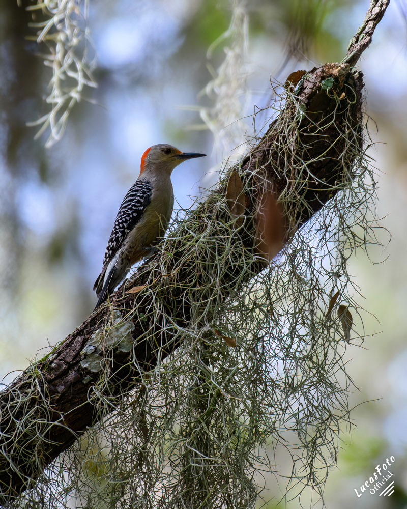 Red-bellied Woodpecker