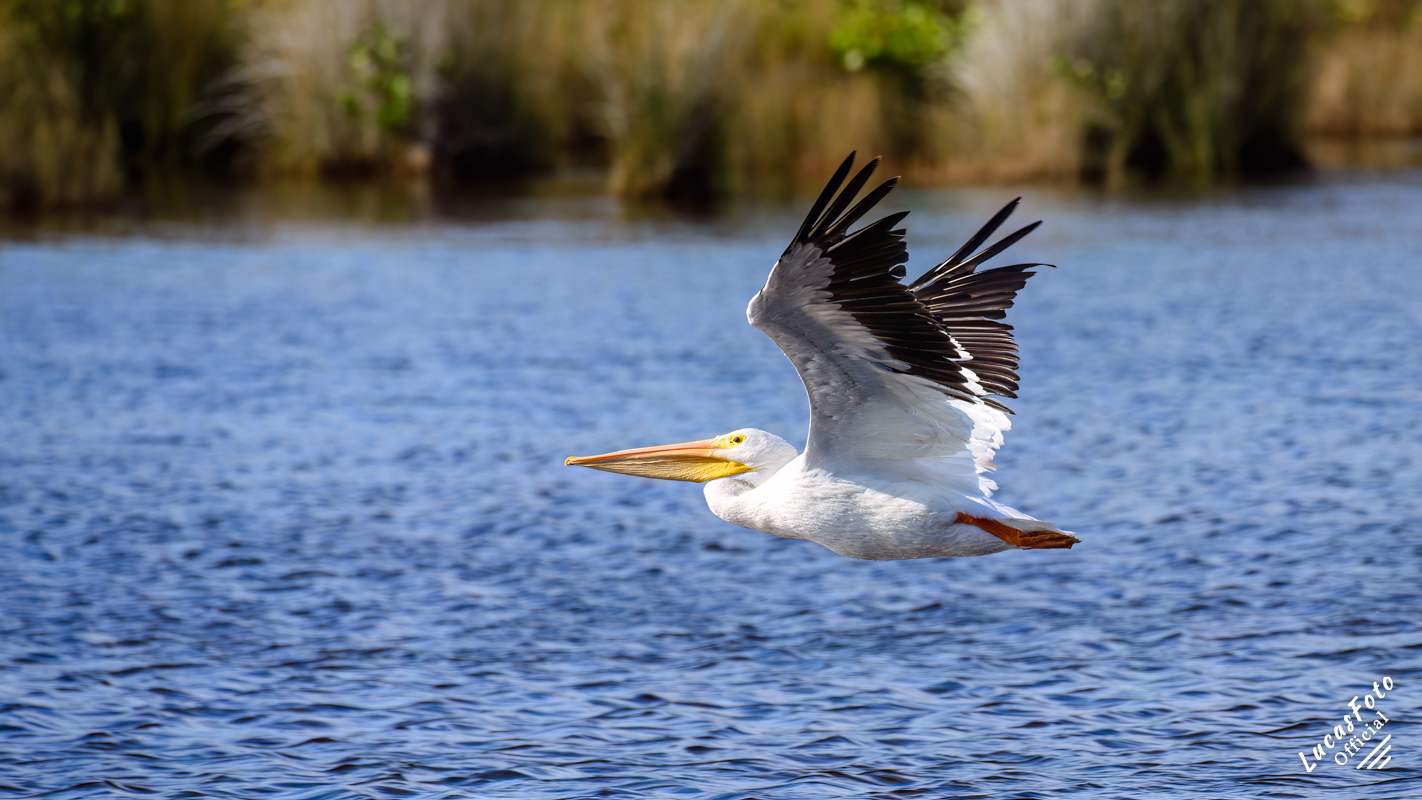 American White Pelican
