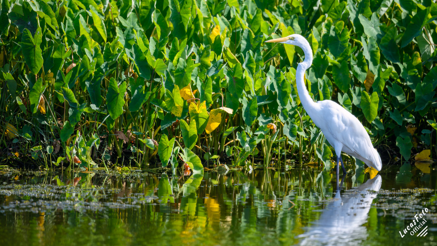 Great Egret