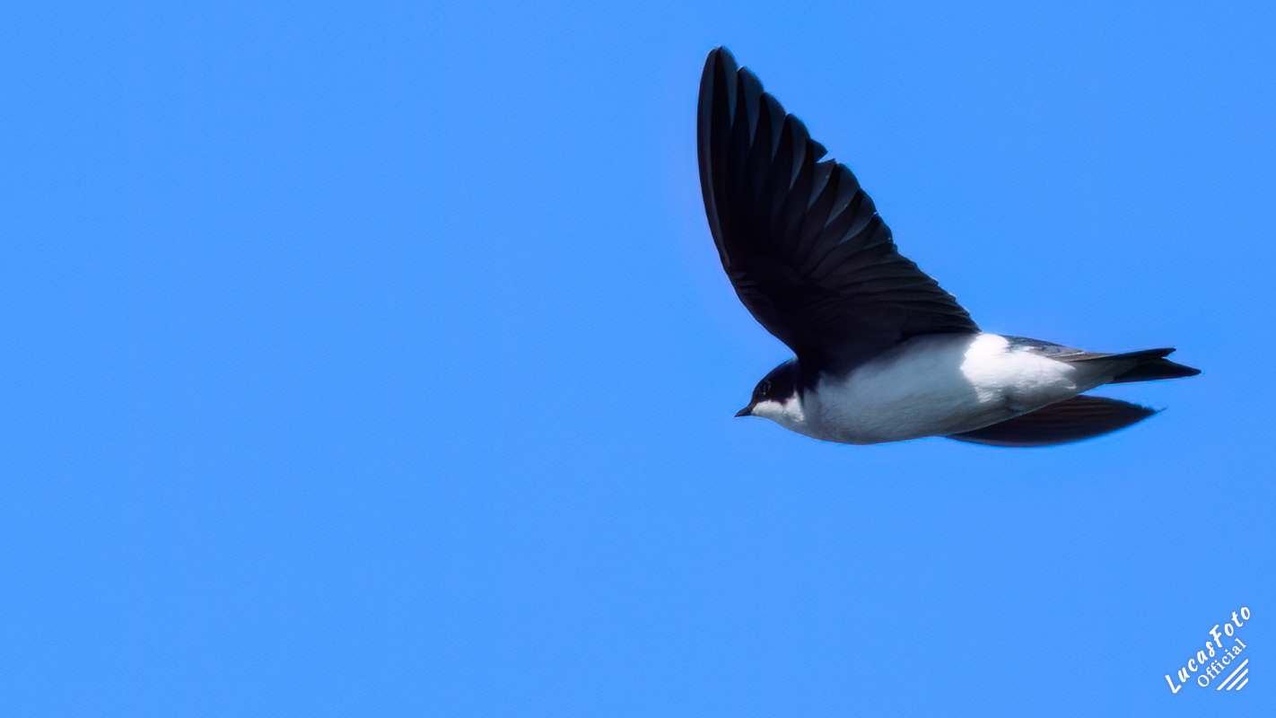 Tree Swallow