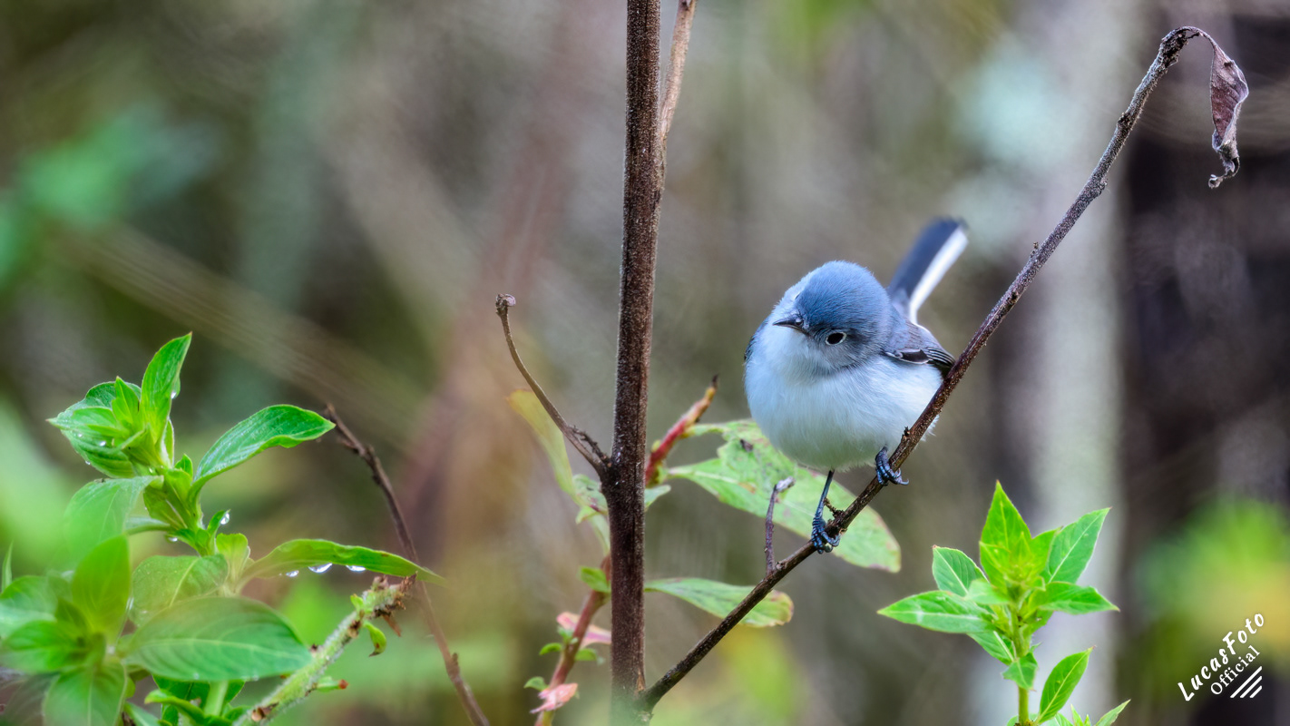 Blue-gray Gnatcatcher