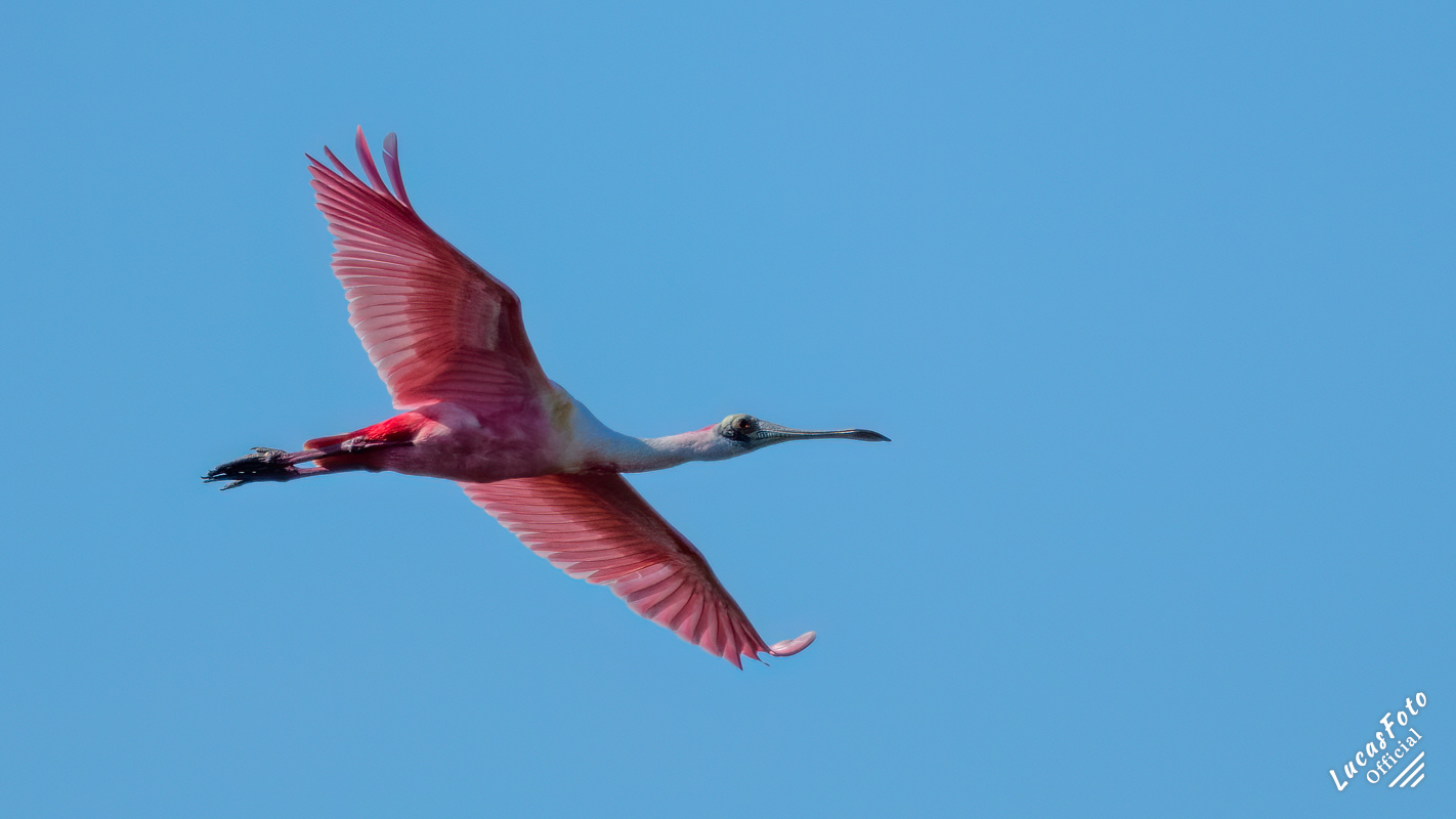 Roseate Spoonbill