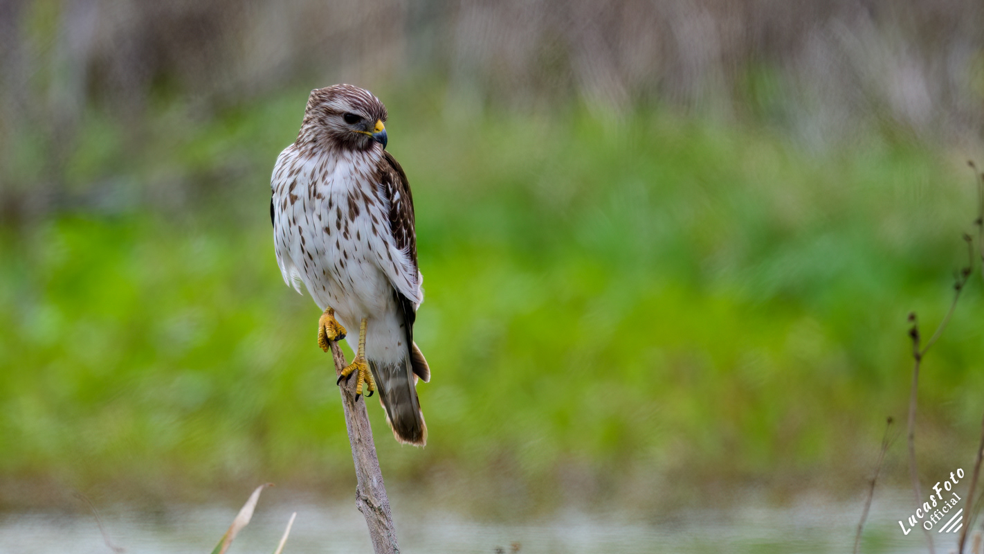 Red-shouldered Hawk