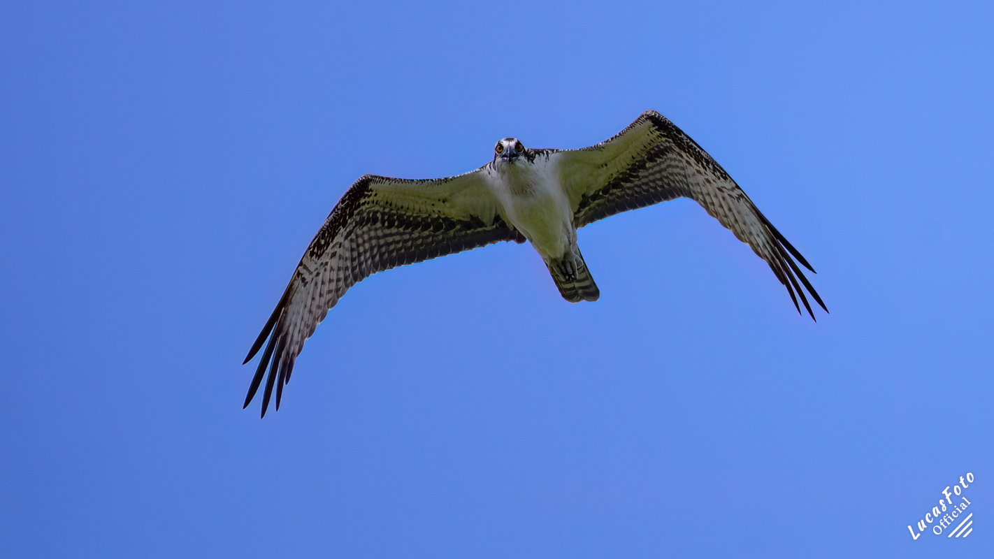 Osprey