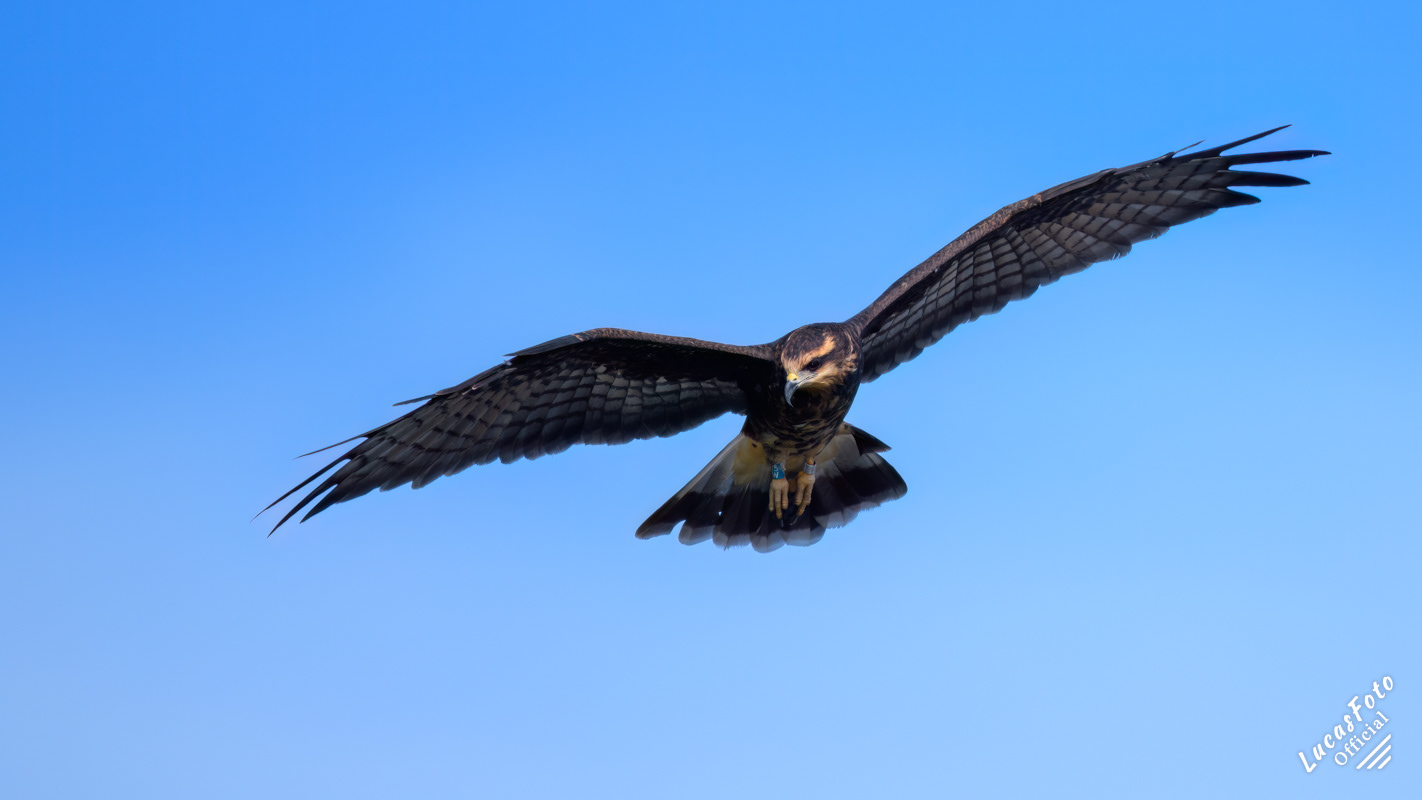 Snail Kite
