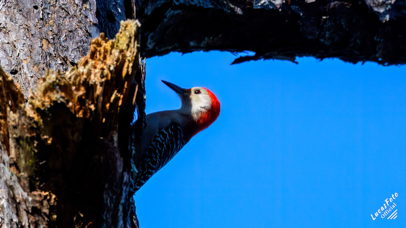 Red-bellied Woodpecker