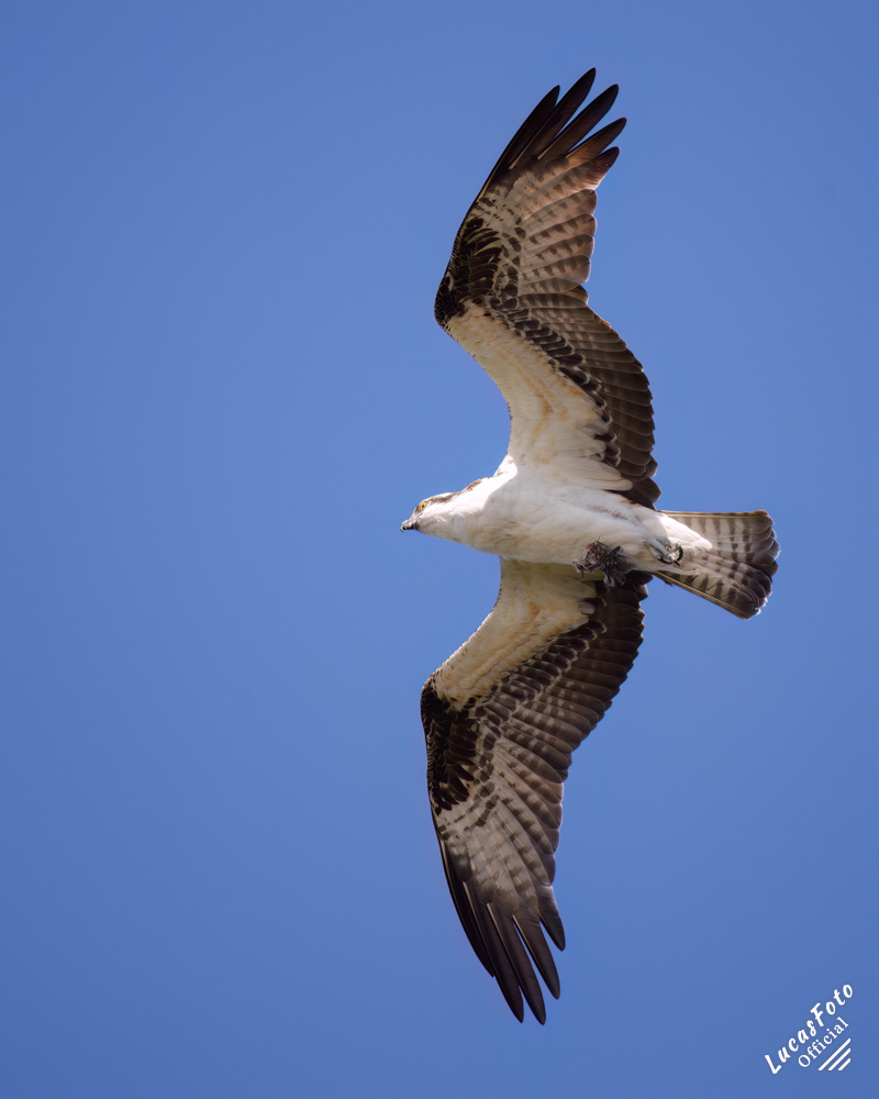 Osprey
