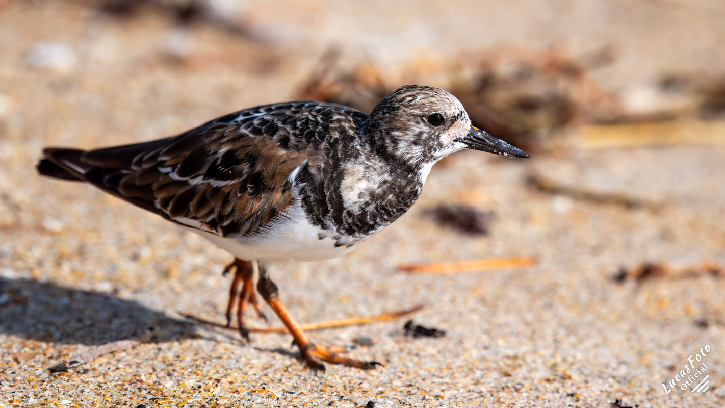 Ruddy Turnstone