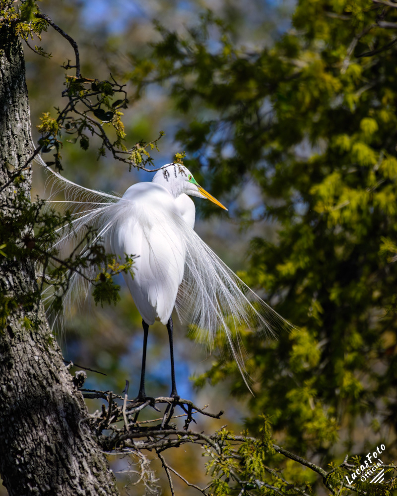 Great Egret