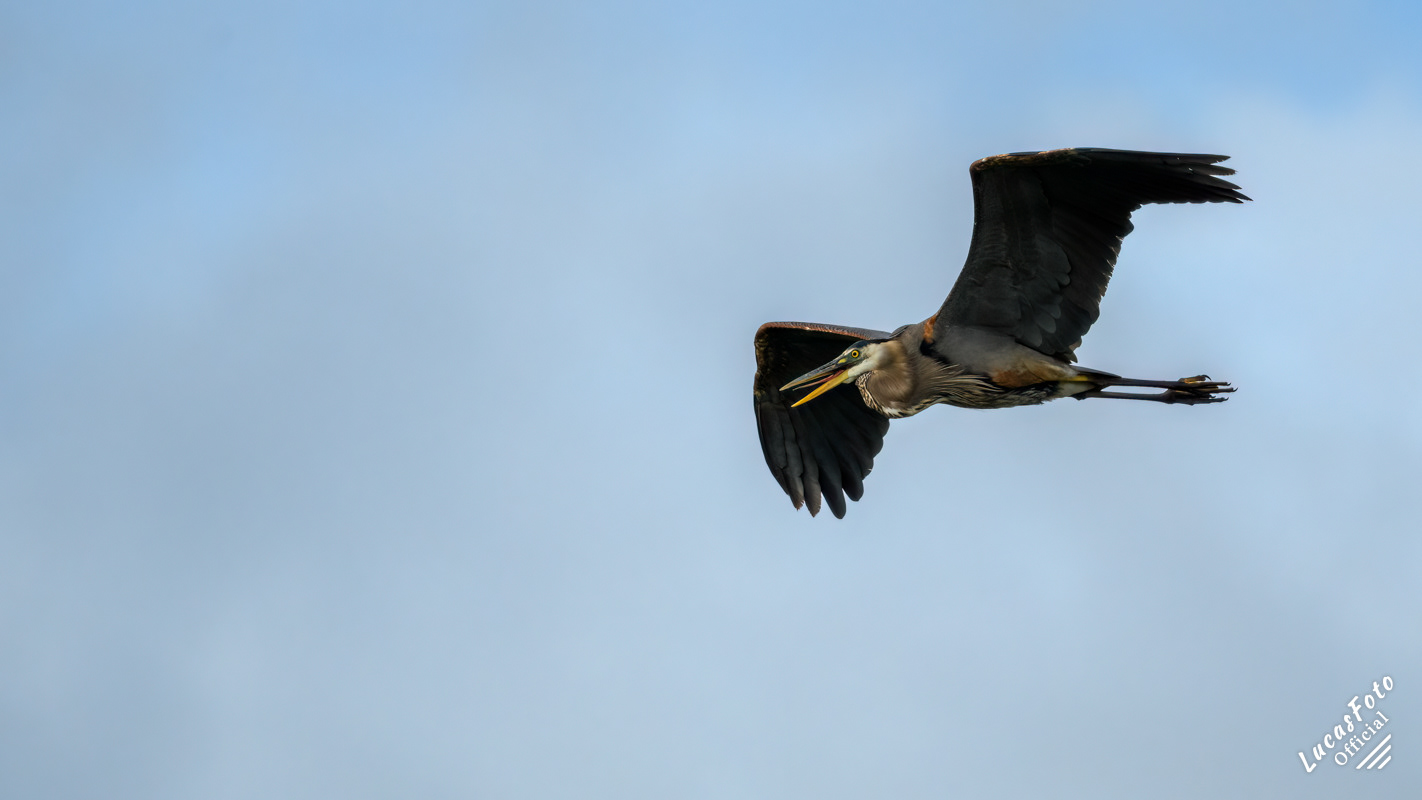 Great Blue Heron