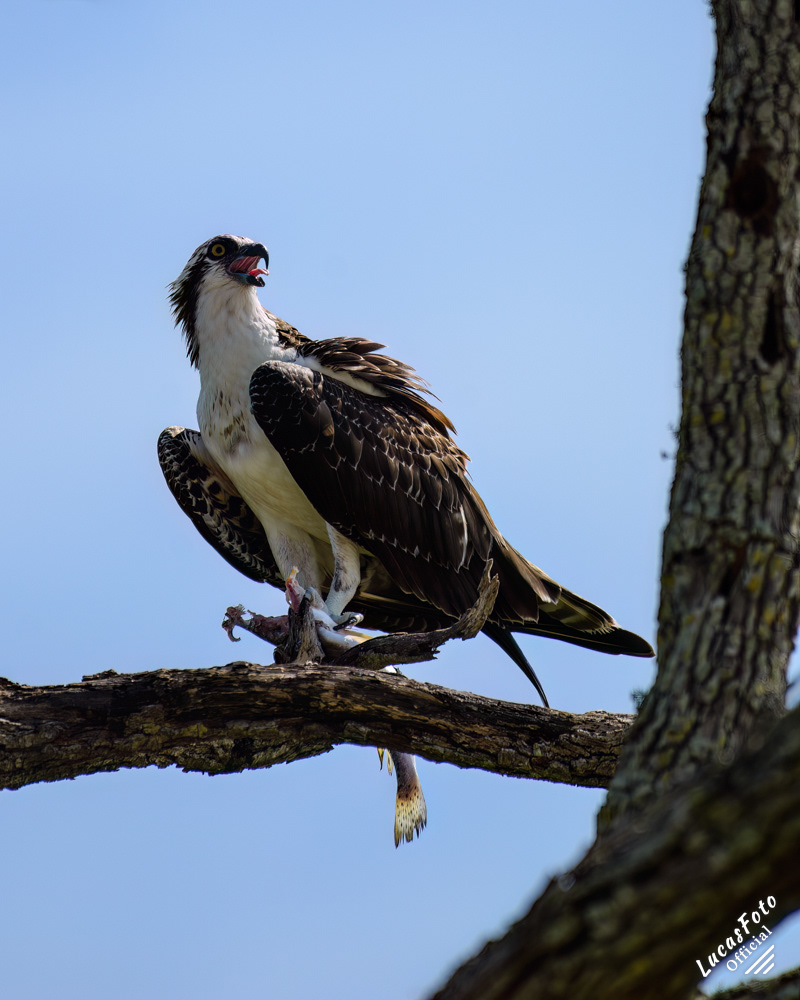 Osprey