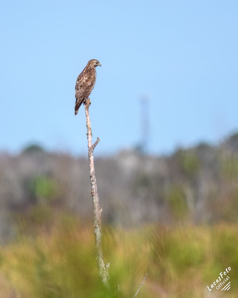 Red-shouldered Hawk