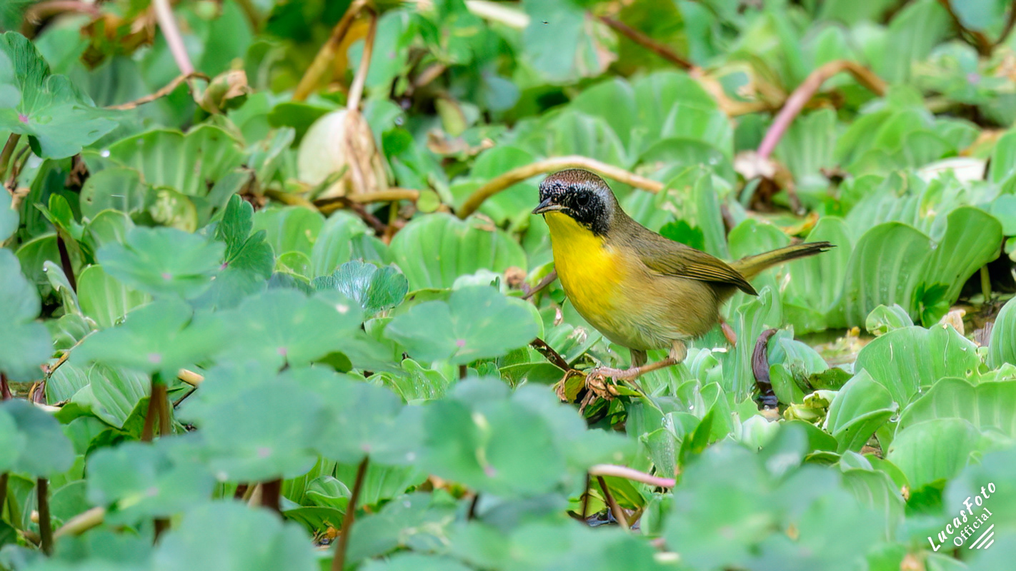 Common Yellowthroat