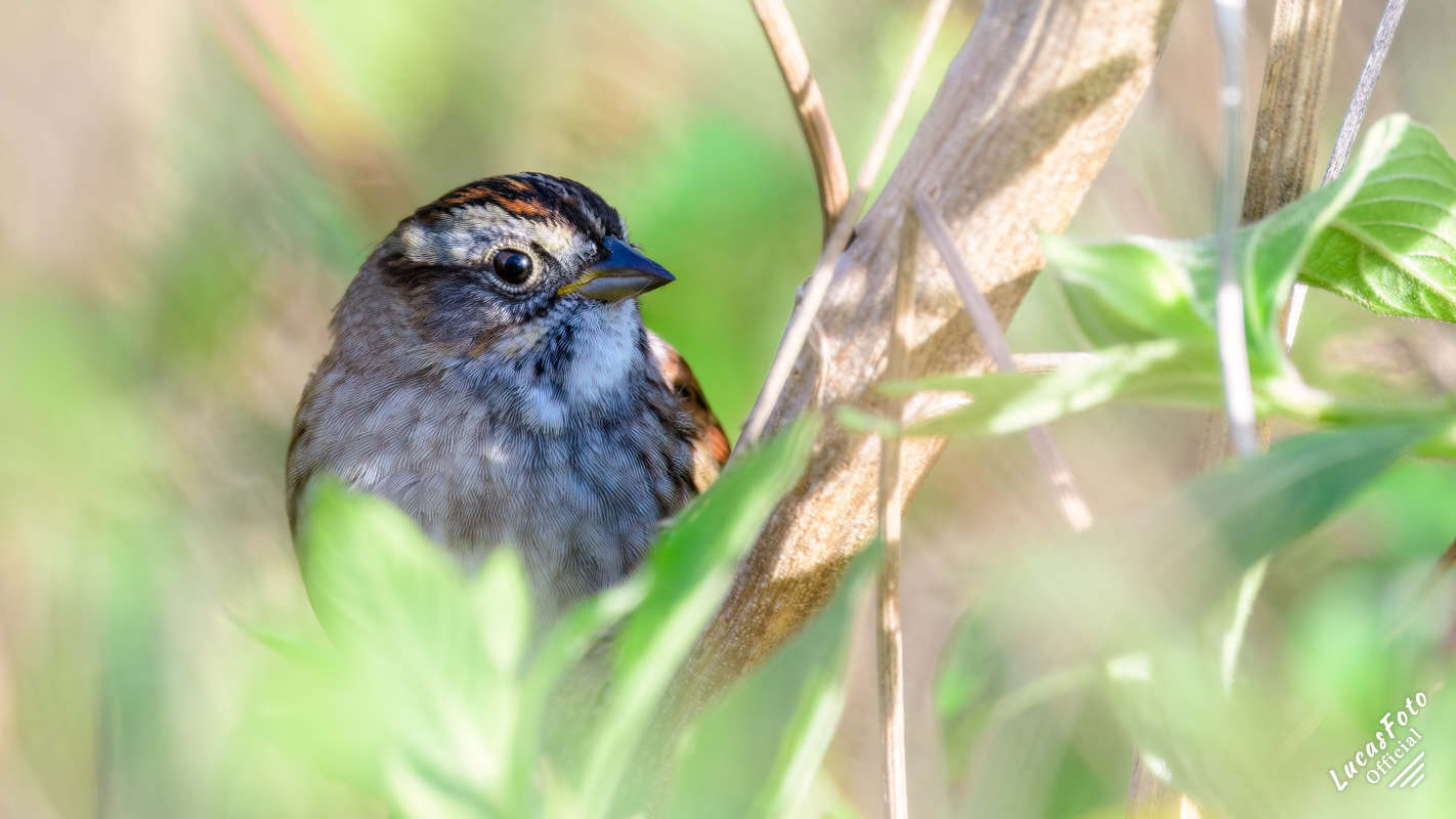 Swamp Sparrow