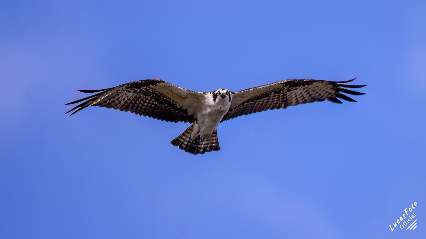 Osprey