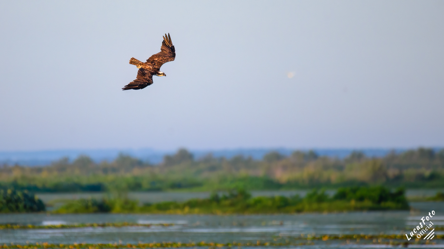Osprey