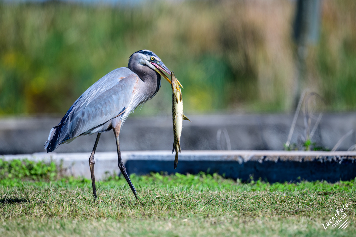Great Blue Heron