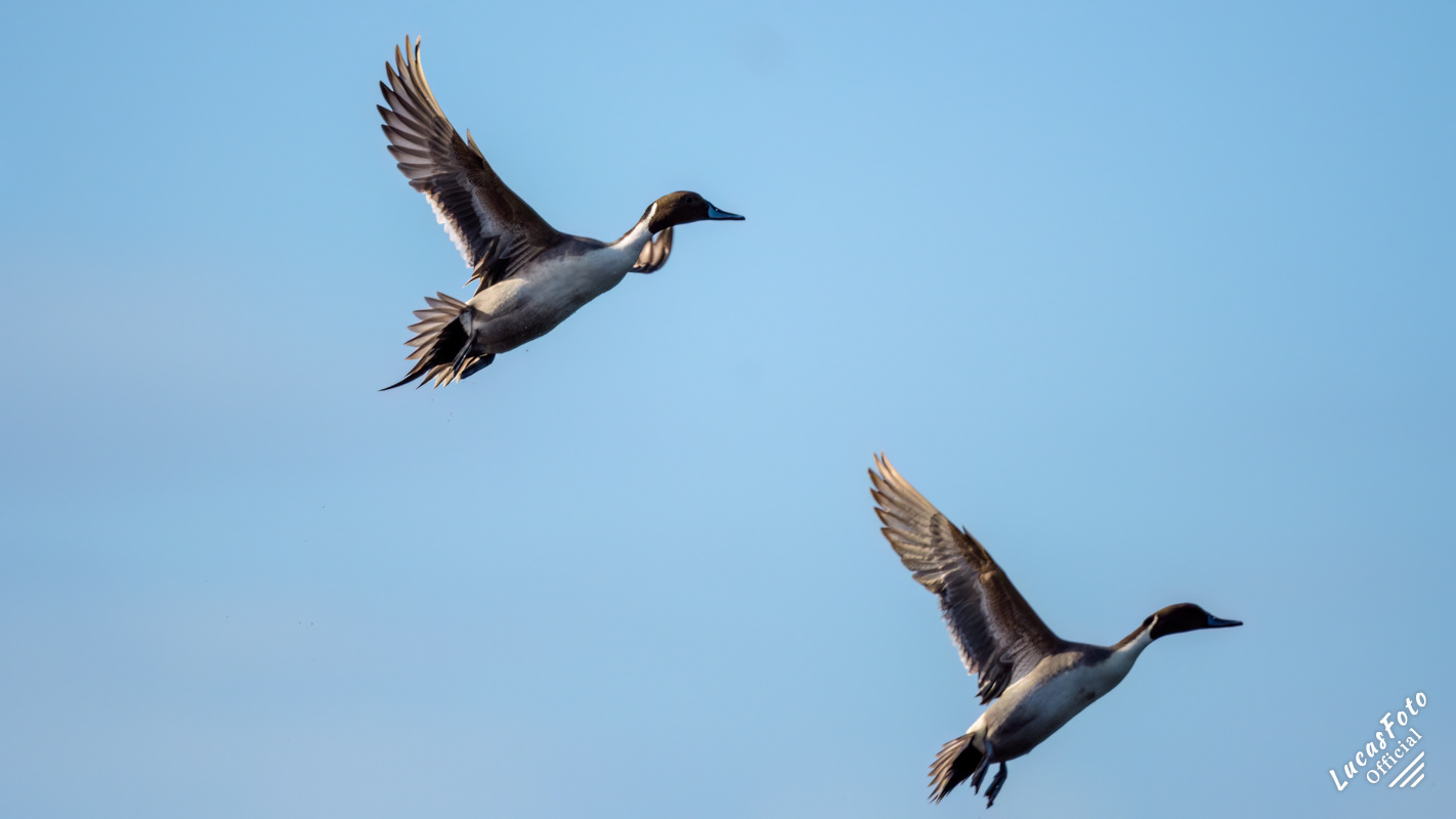 Northern Pintail