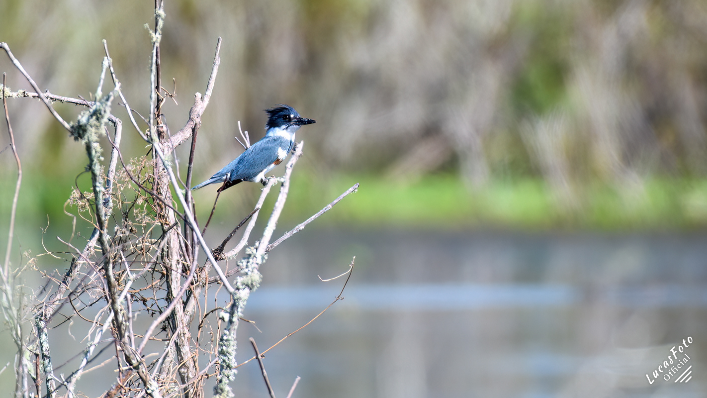 Belted Kingfisher