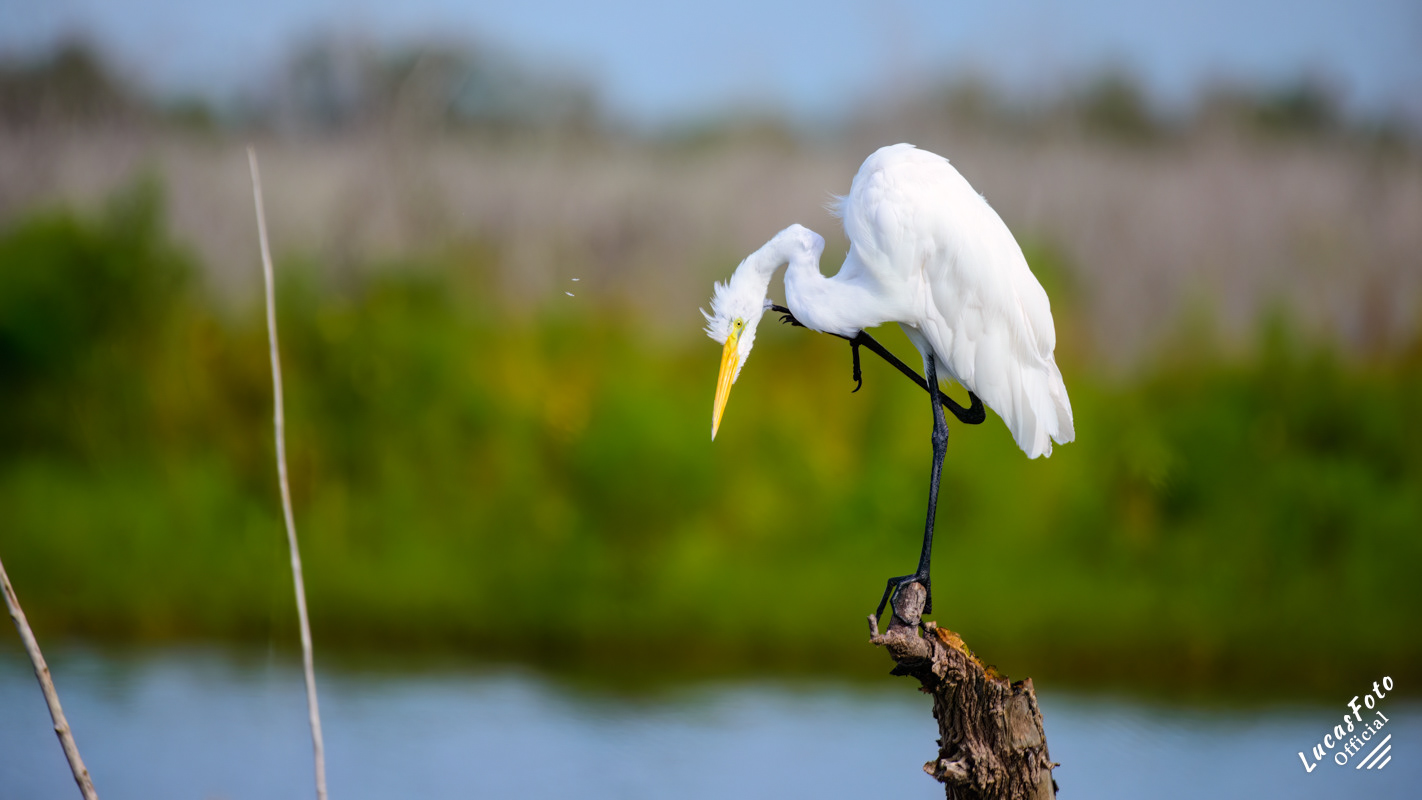 Great Egret