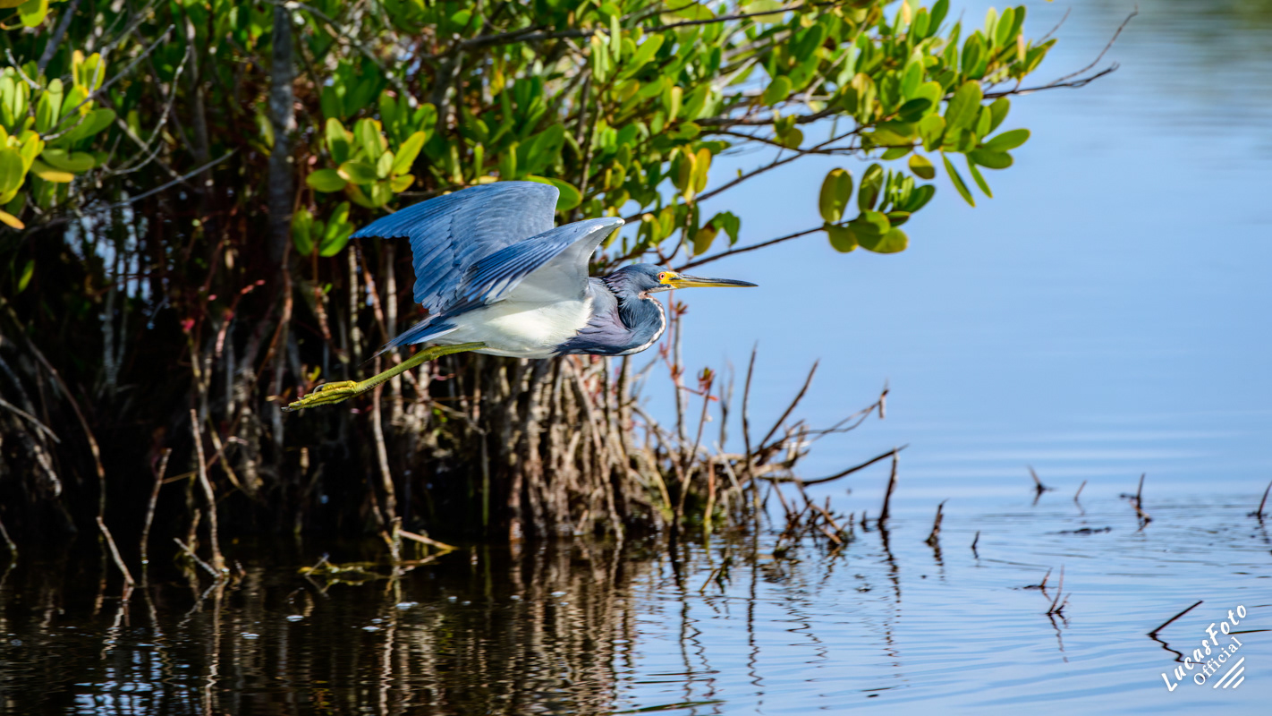 Tricolored Heron