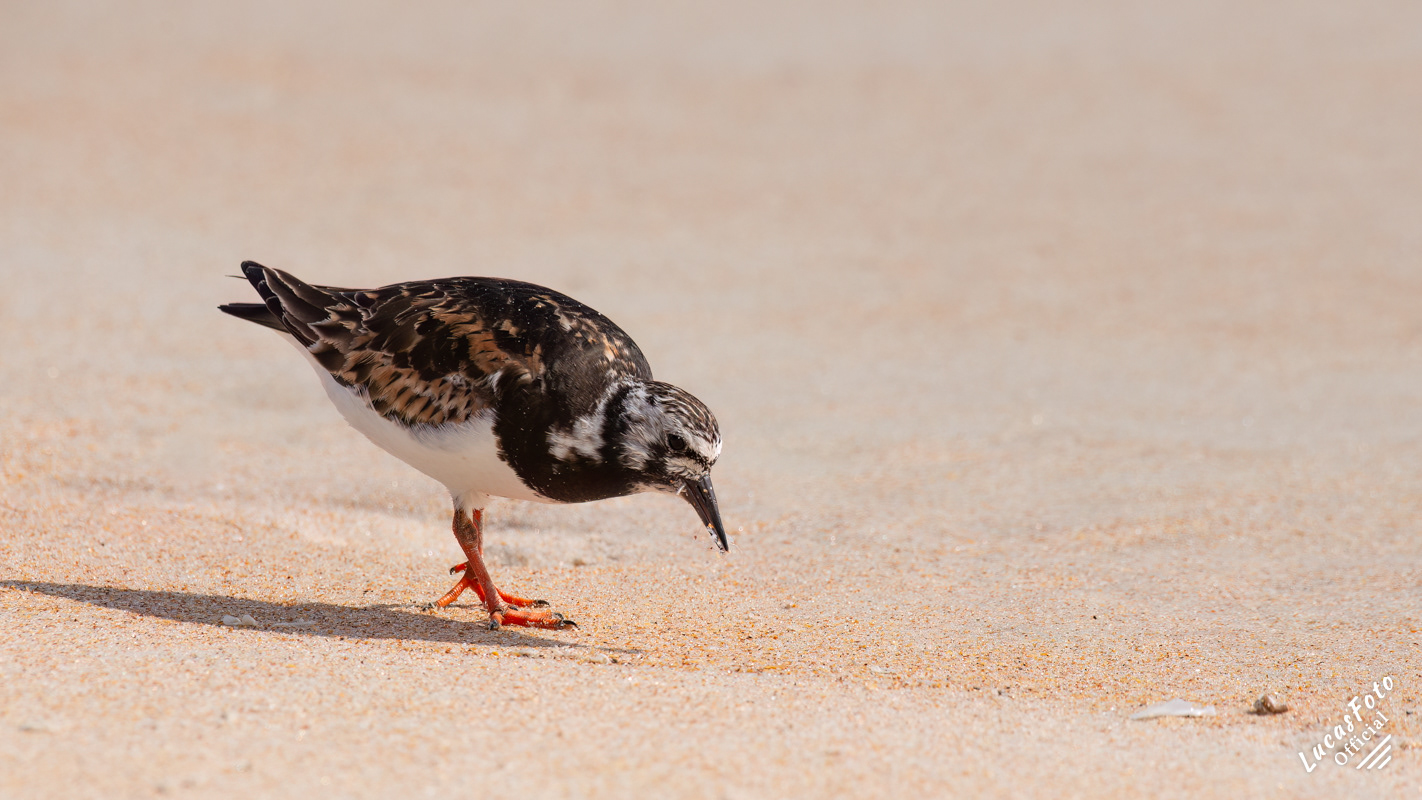 Ruddy Turnstone