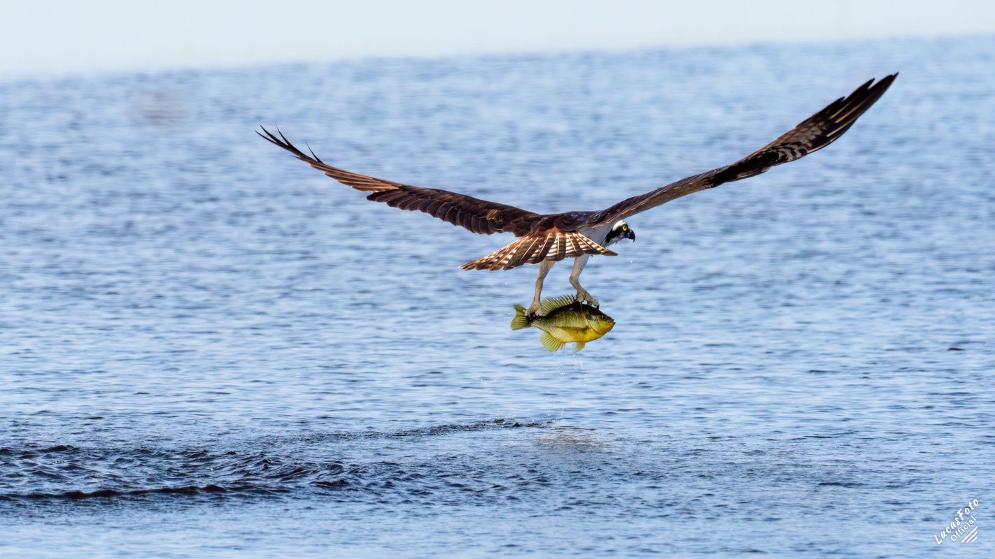 Osprey