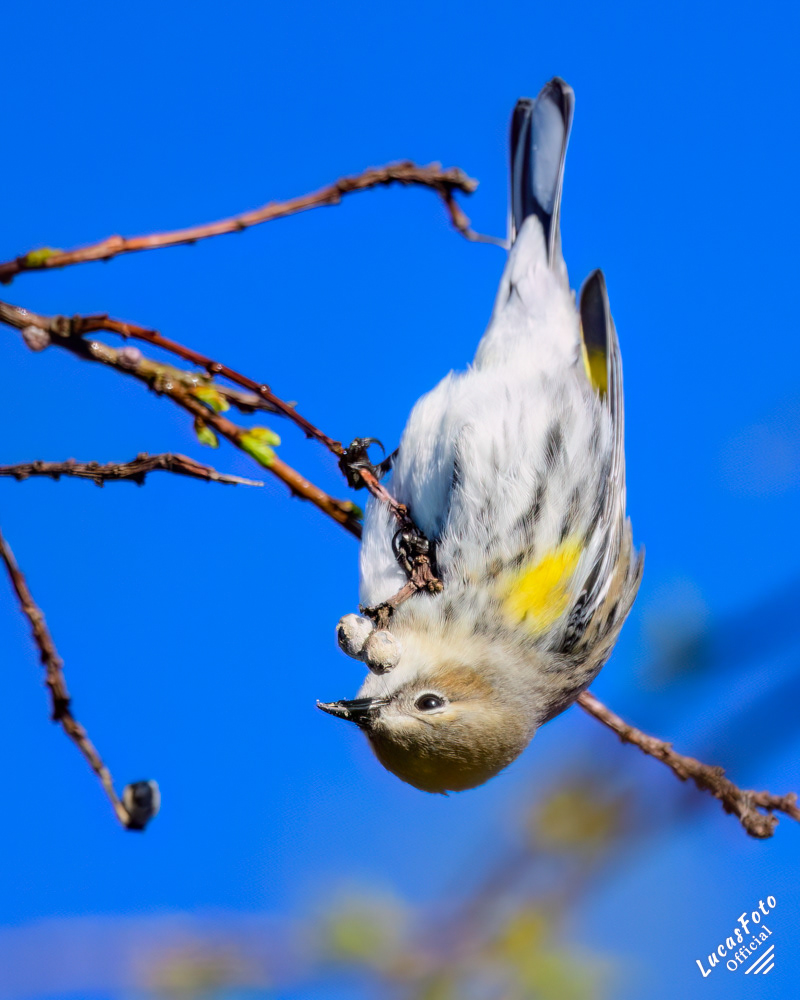 Yellow-rumped Warbler