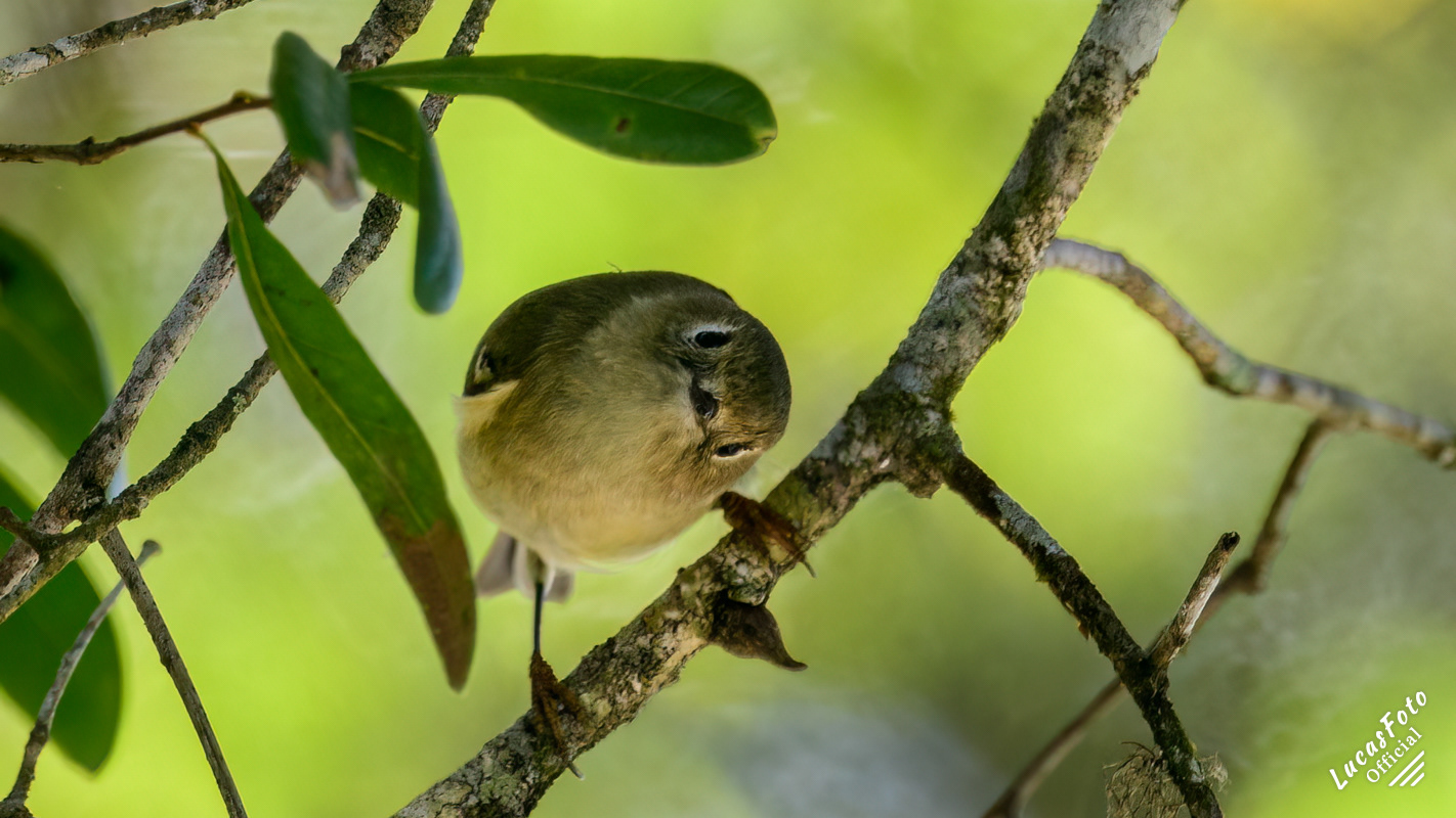 Ruby-crowned Kinglet