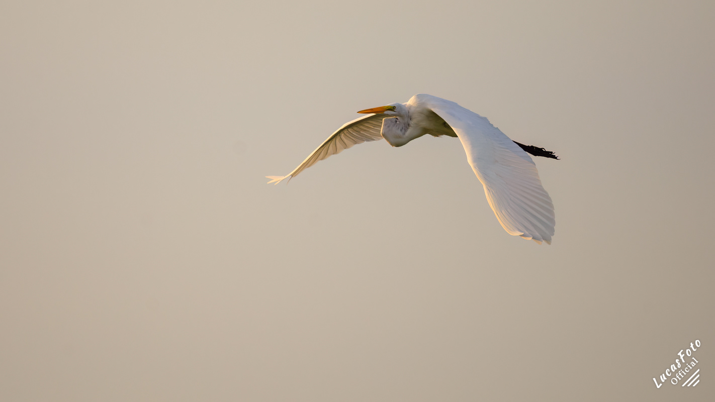 Great Egret