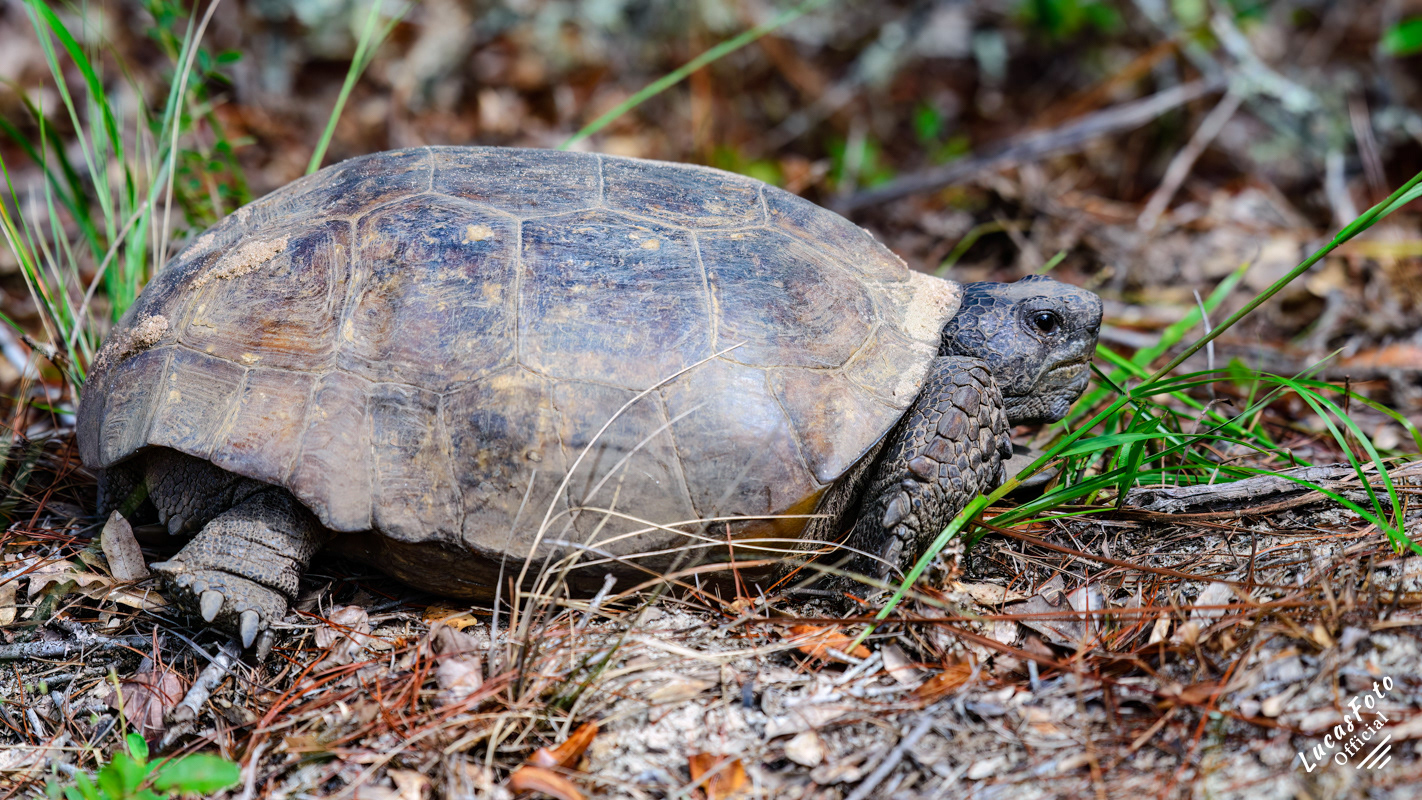Gopher tortoise