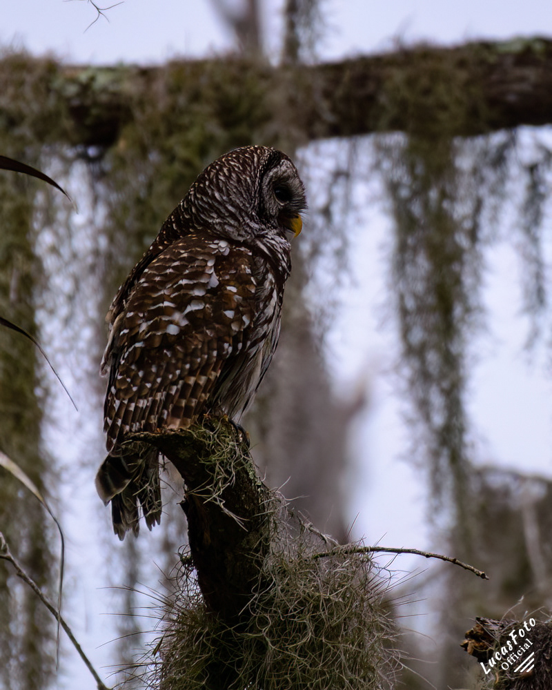 Barred Owl