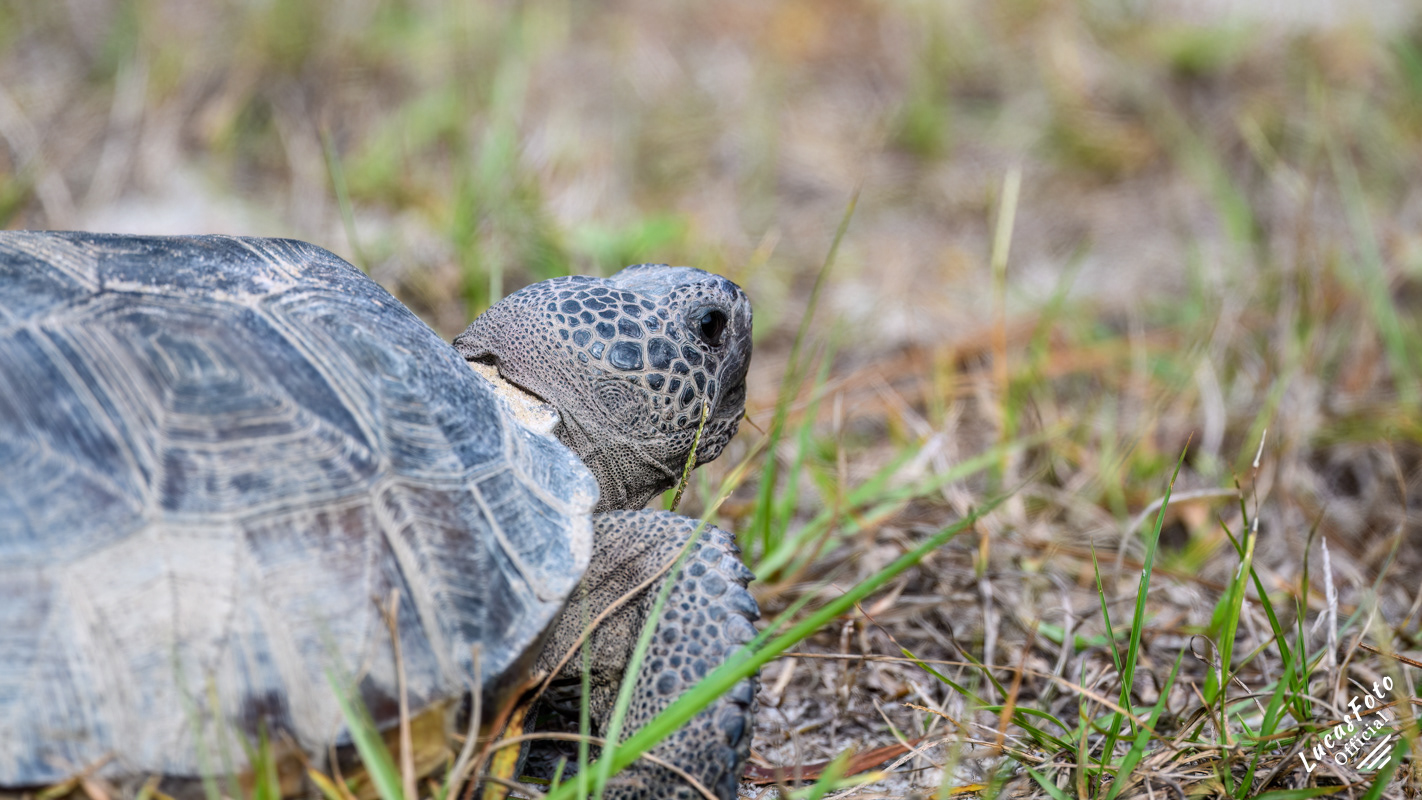 Gopher tortoise