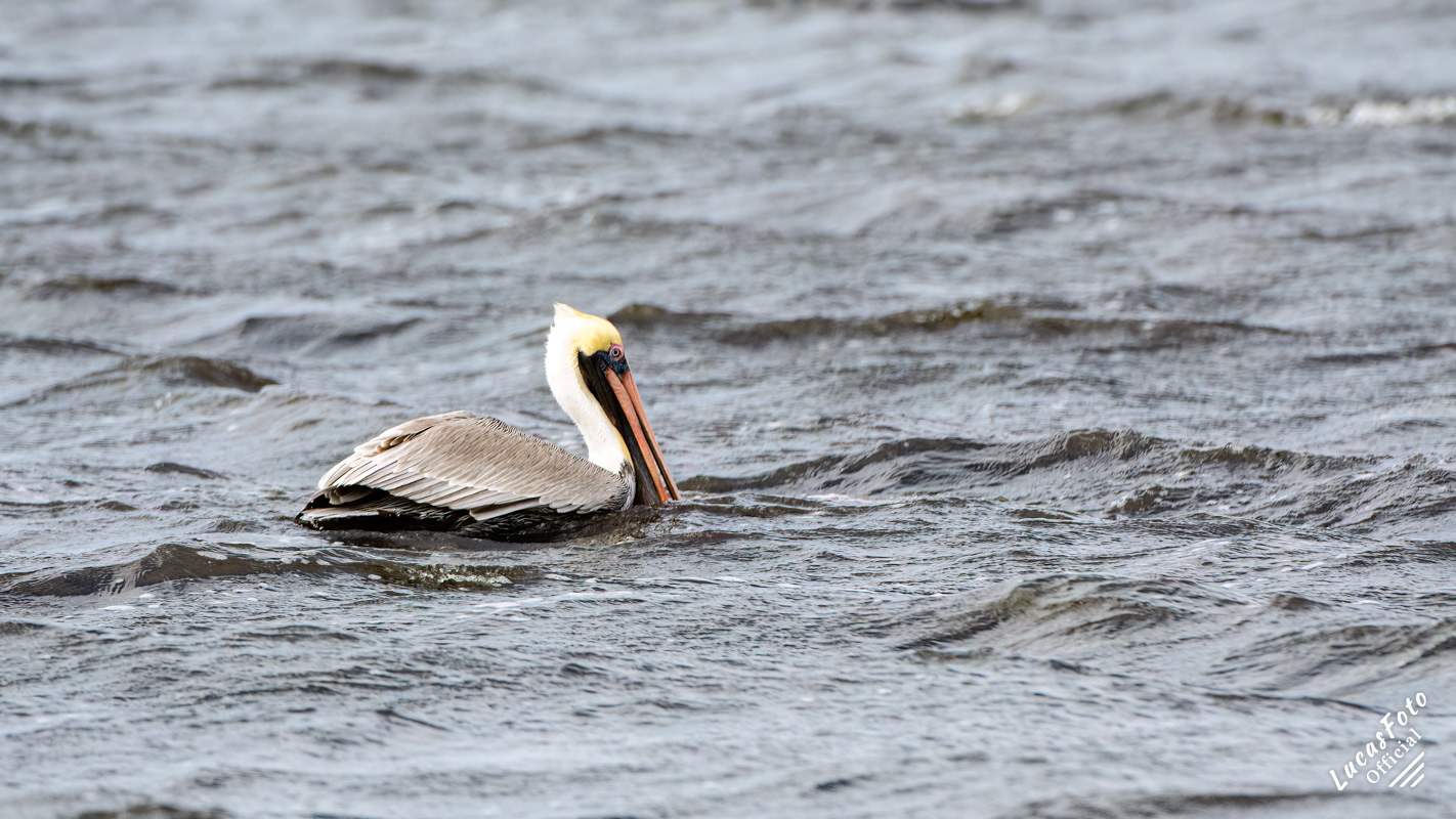 Brown Pelican