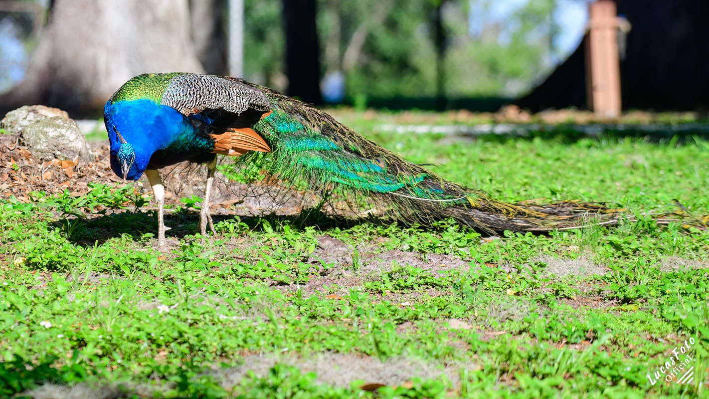 Indian Peafowl