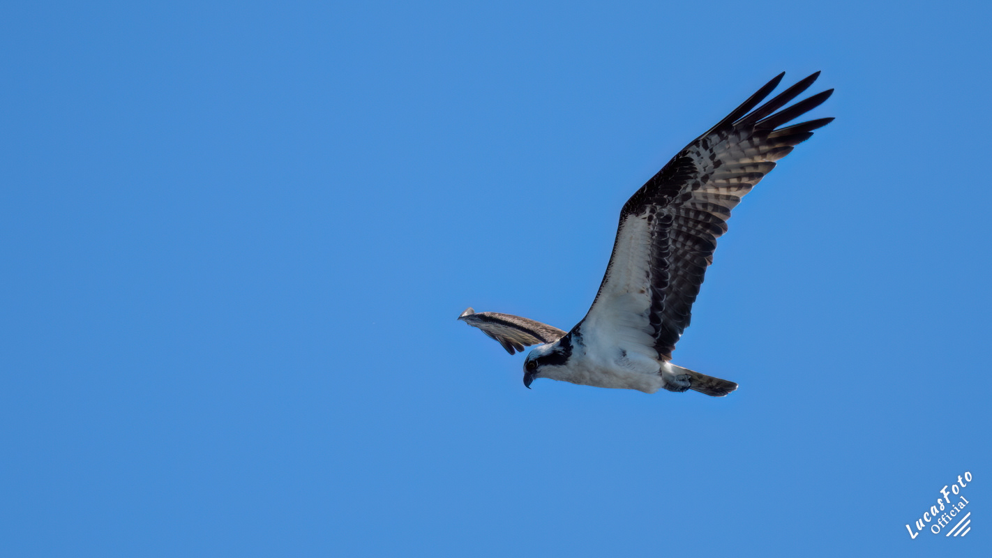 Osprey