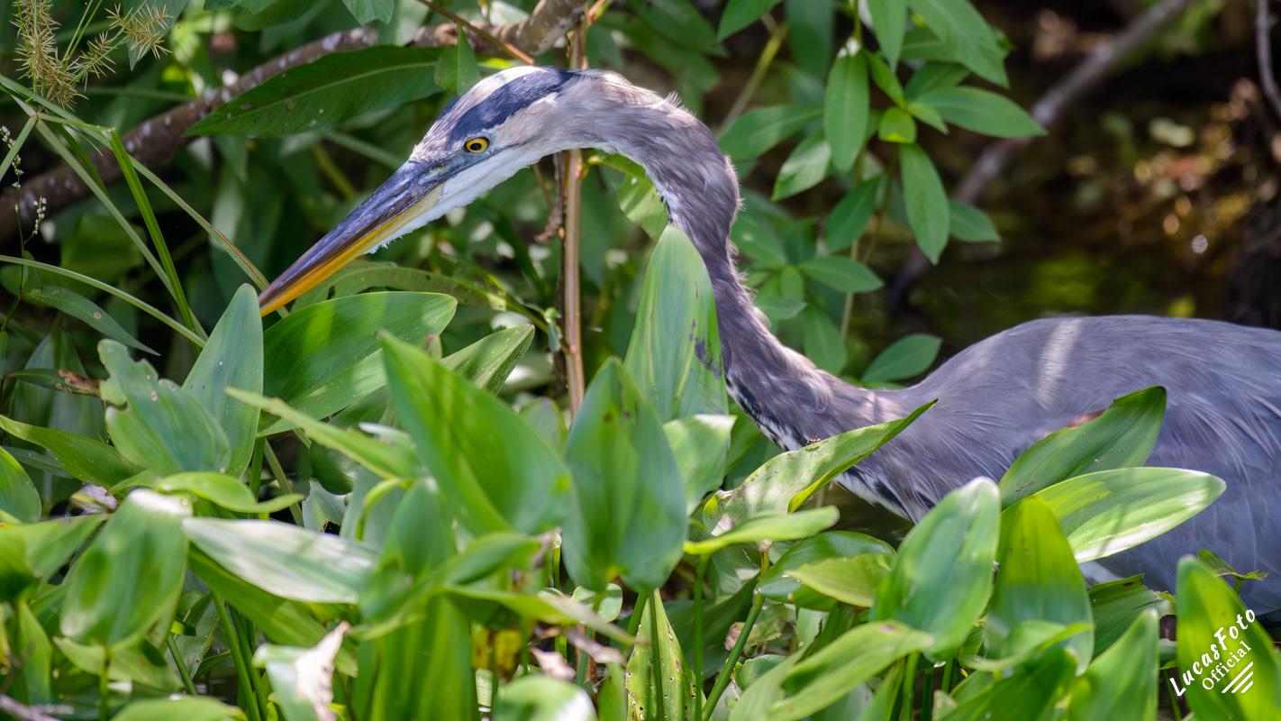 Great Blue Heron